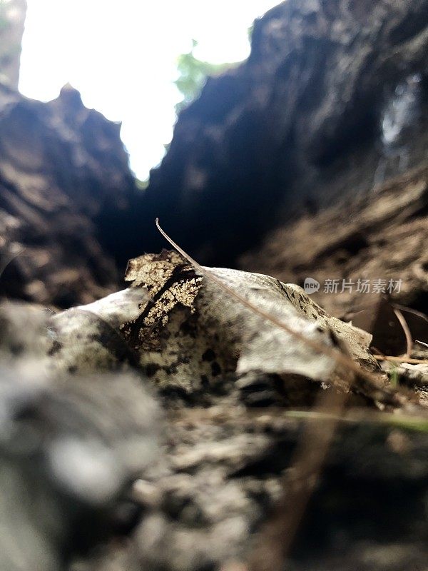 Scenes from a Forest  - Northeast USA - Ant’s Eye View